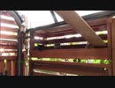 今日の蒼民家の猫々【蒼民家の猫々】