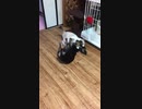 うちの子のキャットファイト