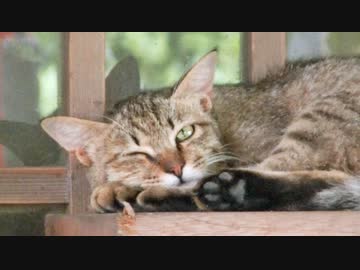 ある日の散歩中とかに出会った生き物（途中のアレはR18になりますかにゃ）