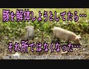 豚を解体しようとしてたら…それ所ではなくなった…