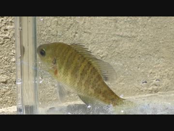 のんびりいきぬき淡水魚釣り03【ブルーギル】