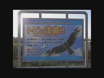 【ドラレコ】鳥の襲撃！？　(過去動画)　-20170603-