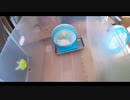 ハムスター飼いました。その104～ハムスターちゃんとサイレントホイールフラット~