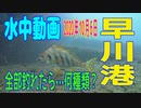水中動画（2020年10月6日）in 早川港