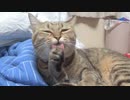 こたつはまだ暑いタタルさん　＃194