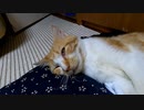 足がピクピクしていたので撮影を開始すると・・・