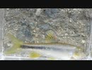 のんびりいきぬき淡水魚釣り04【カワムツ】