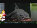 「ヨロイナマズの話をしよう」【水底から仰ぐ星＠アクアリウム】