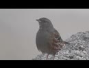 ちょこっ登山　毛勝三山往復(猫又山～釜谷山～毛勝山) ブナクラルート (富山県)