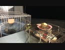 フェレット　しまなみ海道のキャンプ旅⑥ Ferret Shimanami Kaido Every time ⑥