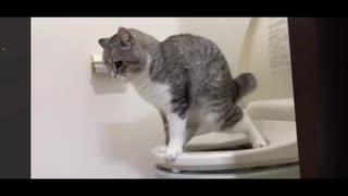 猫が人間の便器でウンコする動画（合成疑惑あり）