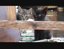 子猫の雨の日の過ごし方【野良猫、黒猫】母猫の発情