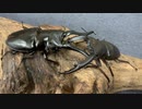 ホモと見る戦意喪失