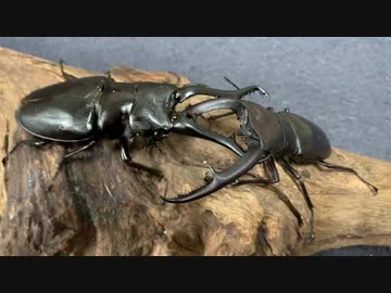 人気の クワガタ 動画 505本 3 ニコニコ動画