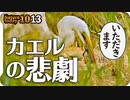 1013【サギにカエルが食べられる】カルガモの求愛ダンスと交尾、奇形、潜水。スズメの水浴び、モズの高鳴き。ダイサギ、赤トンボ、ハラビロカマキリ【 #今日撮り野鳥動画まとめ 】 #身近な生き物語