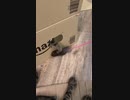 ねっこねこ