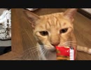 猫も舌鼓を打つかつお節風味