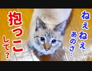 引っ越し初日の猫が急に甘えん坊になっちゃいました