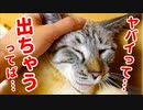 ナデナデされすぎた猫が何度も催してしまいました…