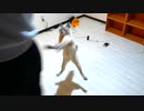 引っ越した新居2日目の猫の様子がおかしいです…