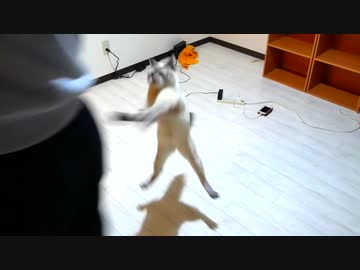 引っ越した新居2日目の猫の様子がおかしいです…