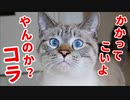 甘えたり怒ったりを繰り返すツンデレ猫がかわいすぎる