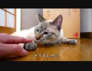 ピョコピョコ走る猫の意外な身体能力に目が離せない…！