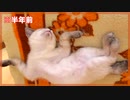 お腹を見せて爆睡中の猫を撫で回した結果…
