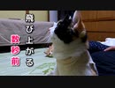 扇風機の風に驚く三毛猫