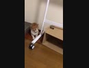 ちんあなごをめっちゃ溜めて狙う猫