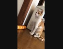洗濯機の音にビビり→正座