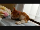 リラックスする、仮暮らしのねこ