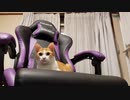超真顔ねこ