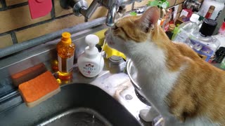 ワイルド水飲み！濡れてもOKなねこ