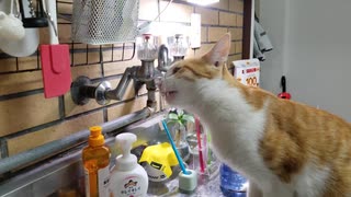 蛇口の水を飲むねこ