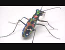 ［閲覧注意!!］再編集  ハンミョウ(オキナワ ハンミョウ）にミルワームを与えてみた。（Cicindela chinensis okinawana)