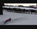 犬（ミニチュアシュナウザー）ｖｓ　ウシ