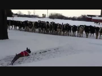 犬（ミニチュアシュナウザー）ｖｓ　ウシ