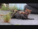 子猫の父の目的とは【警戒する母猫】