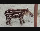 甲府 遊亀公園附属動物園 ブラジルバクのユウキくん　公開初日