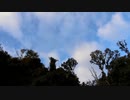 鳥の鳴き声20201015【作業用BGM】