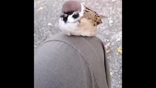 手のり雀