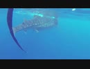 Whale_Shark_　市橋康佑
