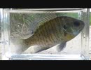 のんびりいきぬき淡水魚釣り07【ブルーギル】