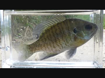 のんびりいきぬき淡水魚釣り07【ブルーギル】