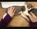キーボードにされる猫