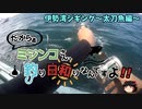 【船釣り】ミジンコさん、釣り日和りなんですよ!!～太刀魚編～【ゆっくり海釣り実況】