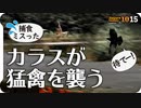 1015【カラスに襲われる猛禽類】チョウゲンボウ的ホバリング？モズ高鳴きに鶺鴒三種見分け、ヒドリガモのエクリプス、カルガモ求愛奇形珍色、鷺が蛙を捕食 #今日撮り野鳥動画まとめ  #身近な生き物語_1