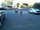 犬（ミニチュアシュナウザー）ｖｓ　鹿　その２