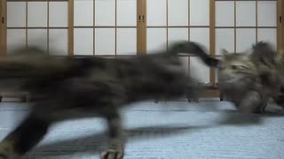 驚いて逃げる猫たち